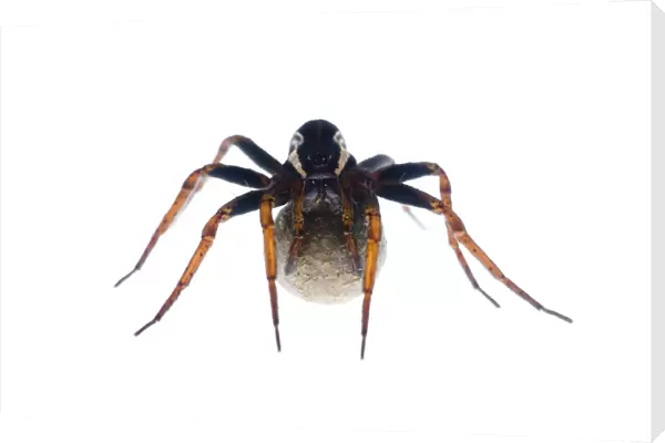 Female Raft spider (Dolomedes fimbriatus) with egg sac, Fliess, Naturpark Kaunergrat