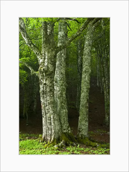 European beech trees (Fagus sylvatica) Pollino National Park, Basilicata, Italy