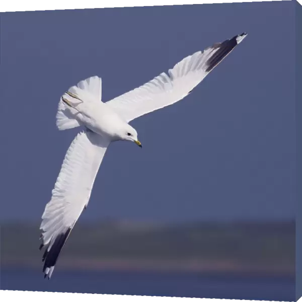 Common gull (Larus canus) diving in flight, Texel, Netherlands, May 2009