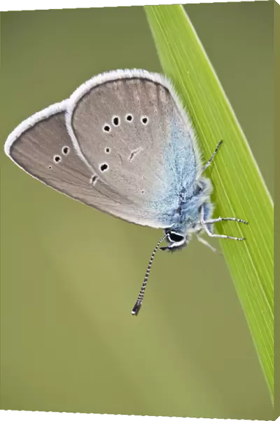 Blue Butterfly (Lycaenidae sp) on blade of grass, Eastern Slovakia, Europe, June 2009