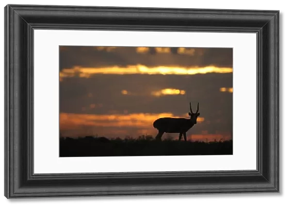 Male Saiga antelope (Saiga tatarica) silhouetted, Cherniye Zemli (Black Earth) Nature Reserve