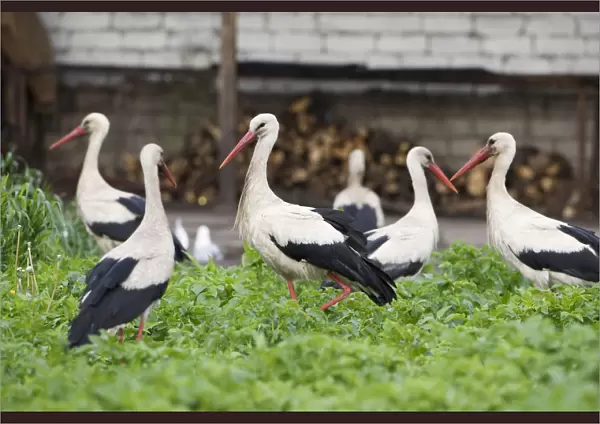 White stork (Ciconia ciconia) group feeding in allotment, Rusne, Nemunas Delta Regional Park