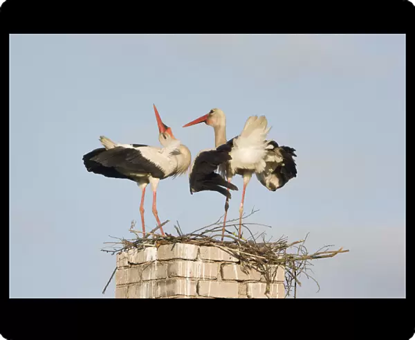 White stork (Ciconia ciconia) pair, courtship, at nest on old chimney, Rusne, Nemunas Regional Park