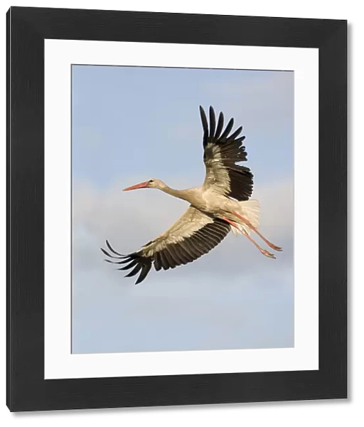 White stork (Ciconia ciconia) in flight, Rusne, Nemunas Regional Park, Lithuania