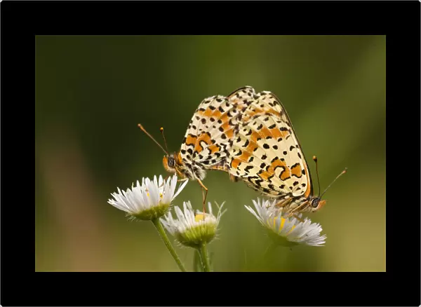 Balkan fritillary butterflies (Boloria graeca) mating, Djerdap National Park, Serbia