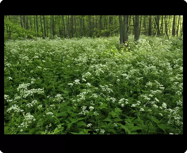Cow parsley (Anthriscus sylvestris) growing in woodland, Slitere National Park, Latvia