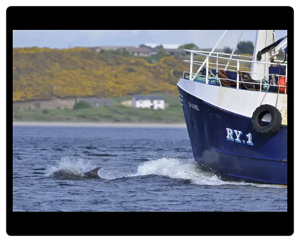 Bottlenosed dolphin (Tursiops truncatus) bow riding fishing boat, Moray Firth, Nr Inverness