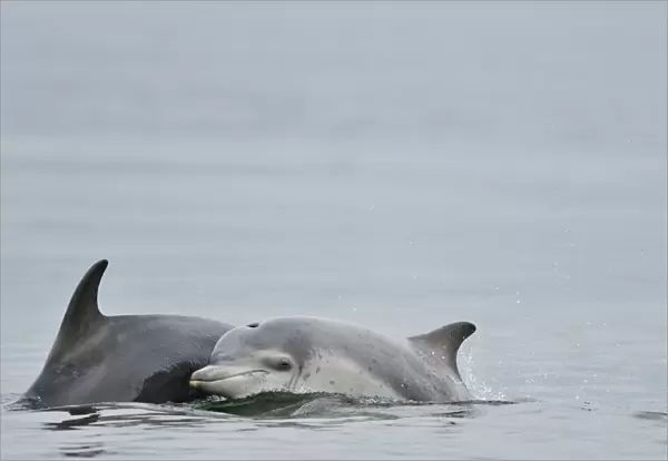 Female Bottlenosed dolphin (Tursiops truncatus) with calf surfacing, Moray Firth