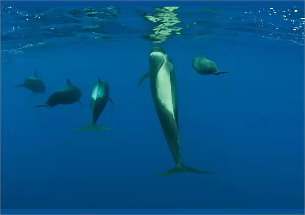 Rear view of five Shortfin pilot whales (Globicephala macrorhynchus) just below the surface