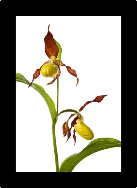 Yellow ladys slipper orchid (Cypripedium calceolus) in flower, France, May 2009