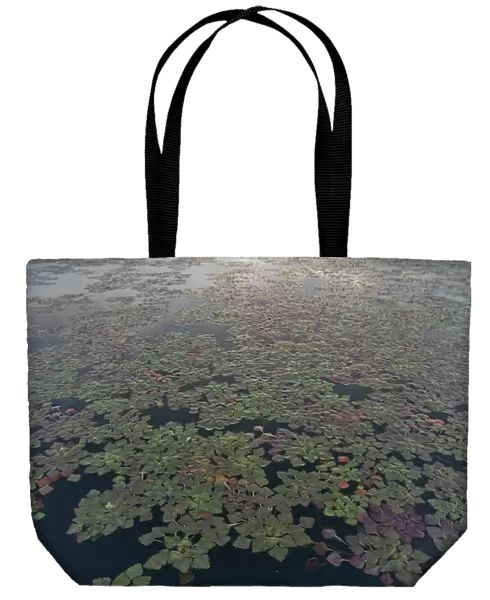 Water caltrop  /  chestnut (Trapa natans) plants growing on water surface, Lake Skadar