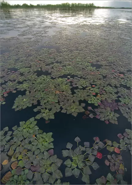 Water caltrop  /  chestnut (Trapa natans) plants growing on water surface, Lake Skadar