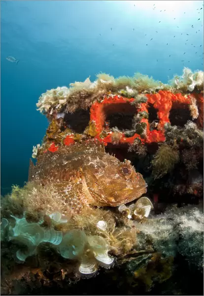 Scorpionfish (Scorpaena porcus) lying on the artificial reef, Larvotto Marine Reserve