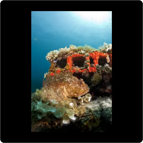 Scorpionfish (Scorpaena porcus) lying on the artificial reef, Larvotto Marine Reserve