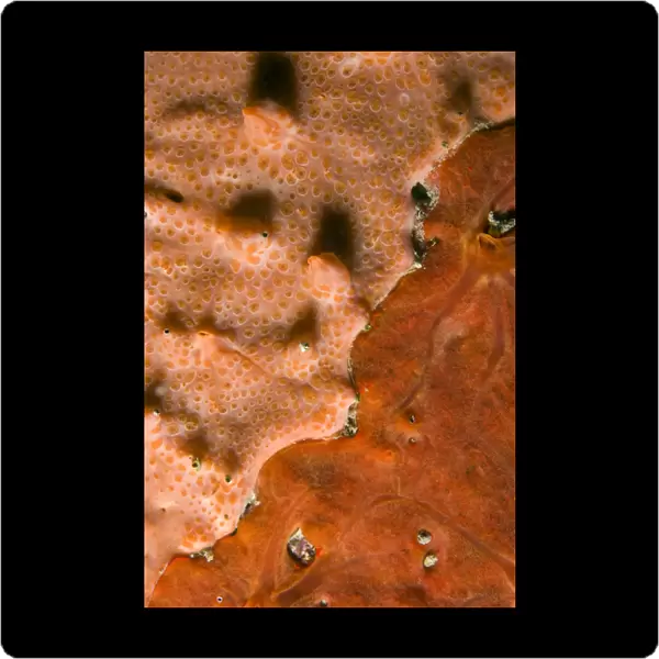 Close-up of rock covered with encrusting sponge (Spirastrella cunctatrix) and (Phorbas