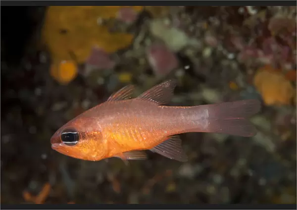 Cardinalfish (Apogon imberbis) Larvotto Marine Reserve, Monaco, Mediterranean Sea