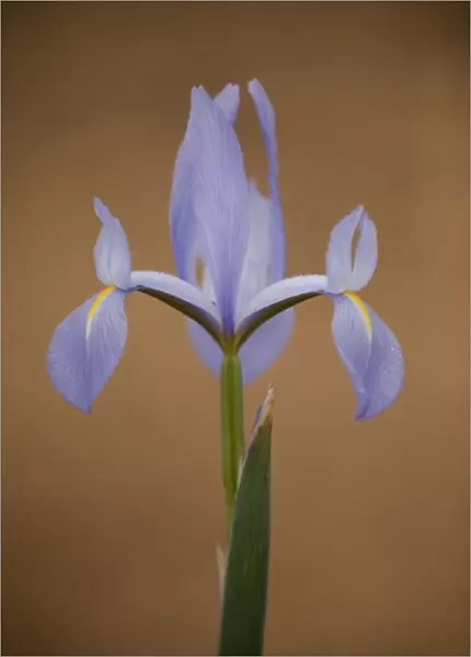 Iris (Iris sp) in flower, Doana National & Natural Park, Huelva Province, Andalusia