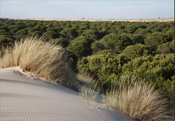 Sand dunes encroaching on Pine trees (Pinus sp) with Marram grass (Ammophila arenaria)