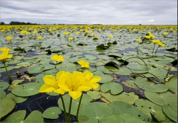 Fringed water lilies  /  Yellow floating heart (Nymphoides peltata) flowers on lake