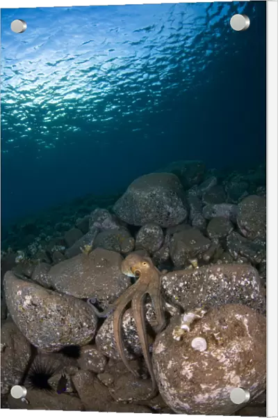 Octopus on rocks, Deserta Grande, Desertas Islands, Madeira, Portugal, August 2009