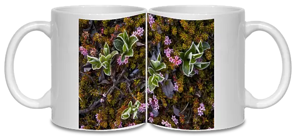 Dwarf willow (Salix herbacea) and alpine azalea (Loiseleuria procumbens) flowering