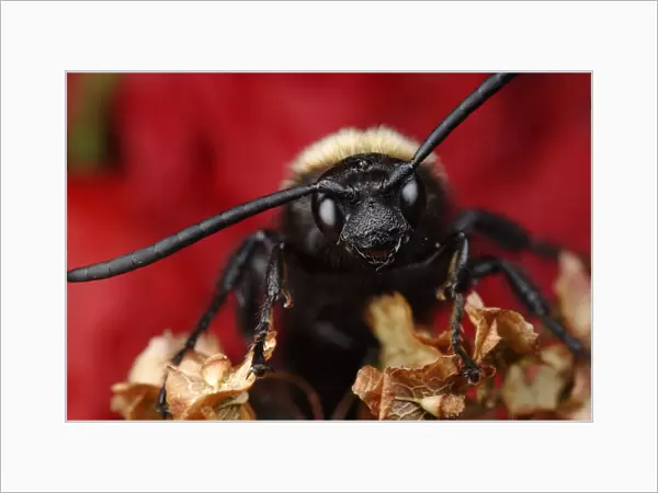 Male Giant  /  Mammoth wasp (Megascolia flavifrons) close-up of face showing long antennae