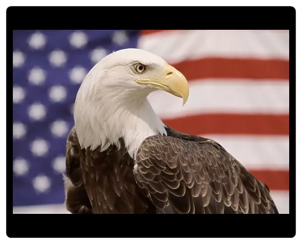 American bald eagle portrait against USA flag {Haliaeetus leucocephalus}