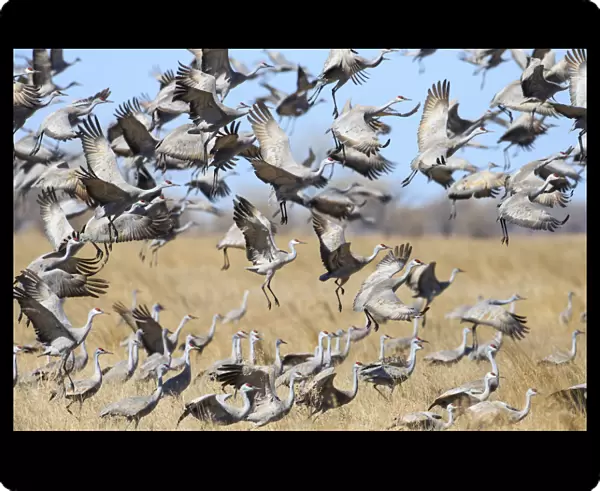 Sandhill Cranes (Grus canadensis) feeding in agricultural fiields during migration