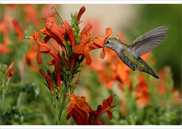 Ruby-throated hummingbird (Archilochus colubris) female in flight feeding, California