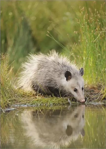 Virginia Opossum (Didelphis virginiana) juvenile drinking from wetland lake, Fennessey Ranch