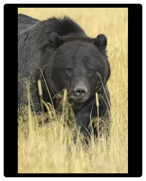 Grizzly bear (Ursus arctos horribilis) in long grass, Yellowstone NP, Wyoming, USA