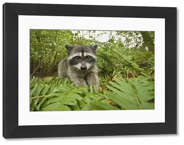 Raccoon (Procyon lotor) portrait, Stanley park, Vancouver, British Columbia, Cananda