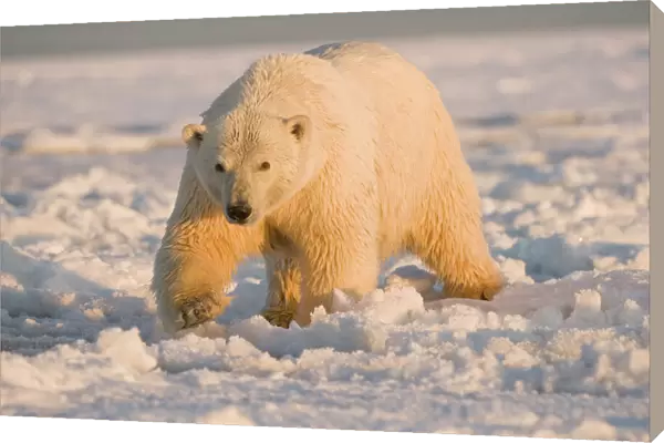 Polar bear (Ursus maritimus) tagged female with wet matted fur walks over newly forming pack ice