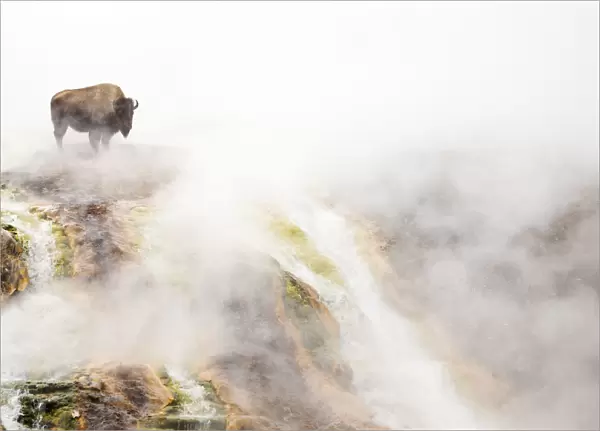 RF- Bison (Bison bison) standing in steam from geothermal springs. Yellowstone National Park