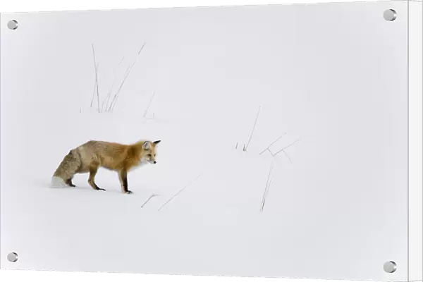 Red fox (Vulpes vulpes) in snow, Yellowstone National Park, Wyoming, USA. Wyoming