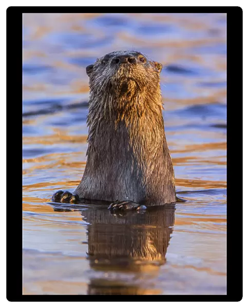 North American River Otter (Lontra canadensis) looking up curiously in a beaver pond