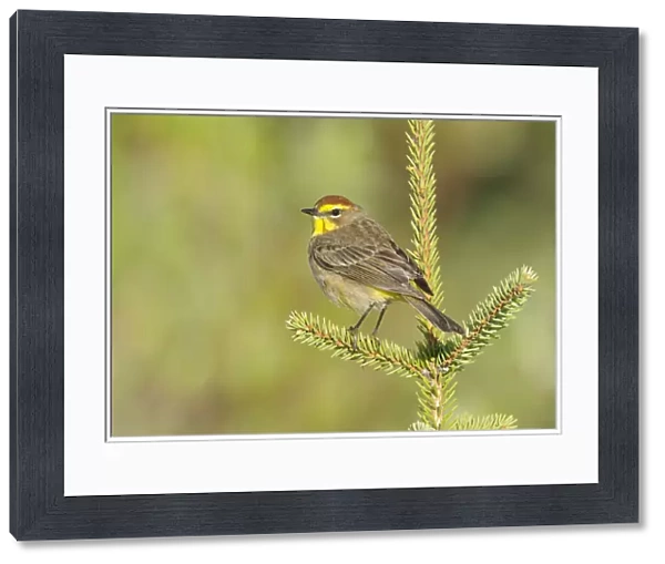 Palm Warbler (Dendroica palmarum) male perched on pine, in breeding plumage (western subspecies D