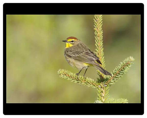 Palm Warbler (Dendroica palmarum) male perched on pine, in breeding plumage (western subspecies D