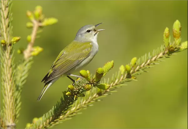 Tennessee Warbler (Vermivora peregrina) male perched in a pine tree branch, singing in spring