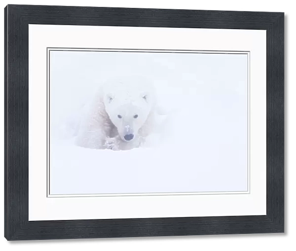 Polar bear (Ursus maritimus) huddled in snow, Churchill, Hudson Bay, Manitoba, Canada