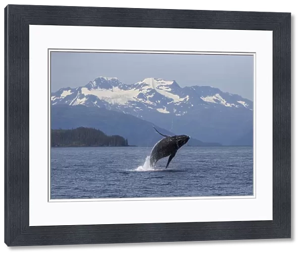 Humpback whale (Megaptera novaeangliae) breaching, Prince William Sound, Alaska, July