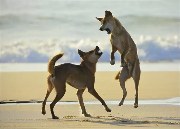 Dingo (Canis lupus dingo) fighting on a beach. Fraser Island UNESCO World Heritage Site