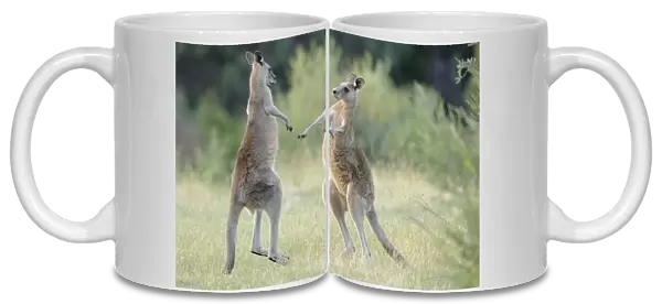 Eastern grey kangaroo (Macropus giganteus) two males boxing, Australian Capital Territory