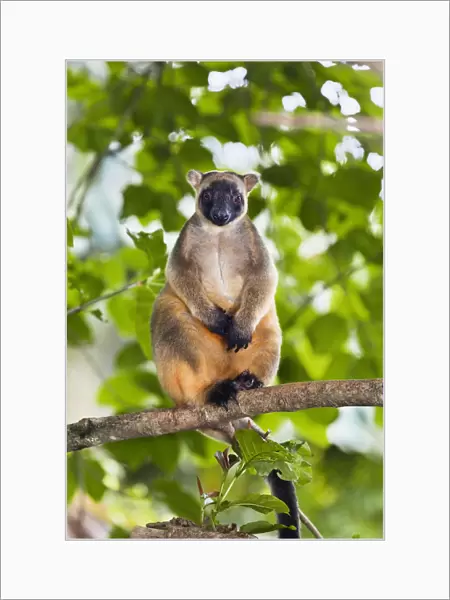 Lumholtzs Tree-kangaroo (Dendrolagus lumholtzi) sitting on branch in rainforest