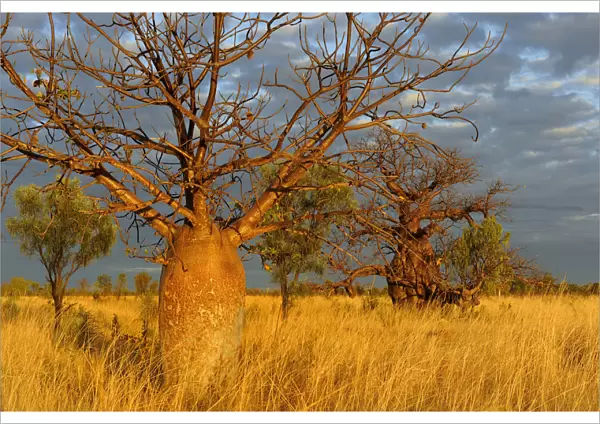 Baobab  /  Gourd trees (Adansonia gregorii) in grassland  /  savanna habitat, Kimberley