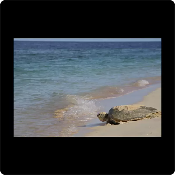 Green Sea Turtle (Chelonia mydas) returning to the sea after egg laying, Raine Island