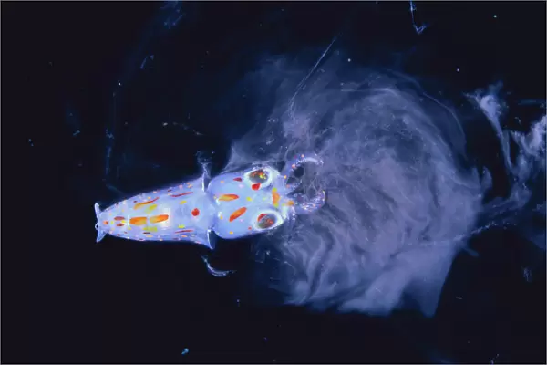 Spear  /  Bleekers Squid {Loligo bleekeri} larva secreting ink, captive, Japan
