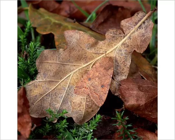 The brick moth (Agrochola circellaris) camouflaged on falled oak leaf, Annagarriff Wood NNR