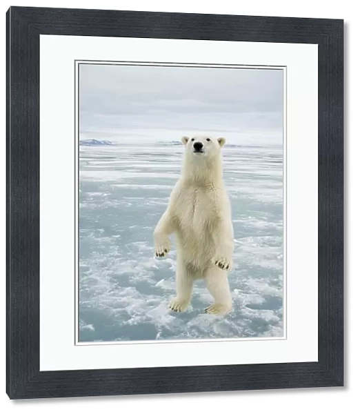 Female Polar bear (Ursus maritimus) curiously checks out the photographer, standing