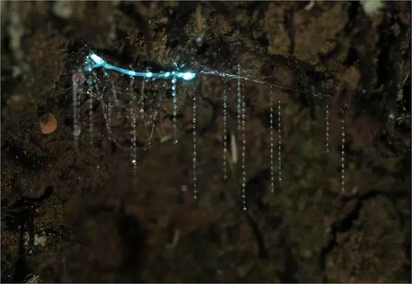 Bioluminescent Fungus gnat (Arachnocampa luminosa) larva attached to the cave roof
